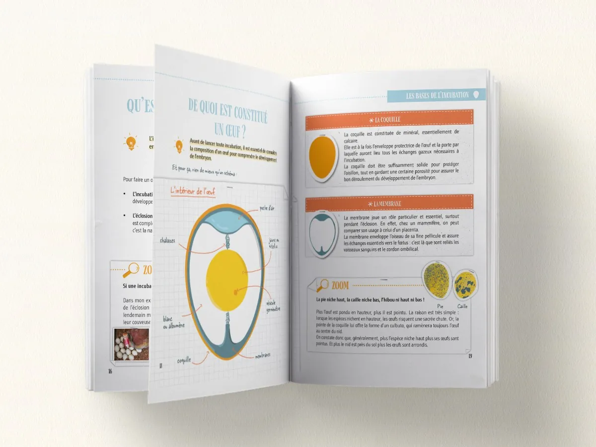 Double page du Manuel de l'Incubation : de quoi est constitué un œuf, avec le schéma de l'intérieur de l'œuf