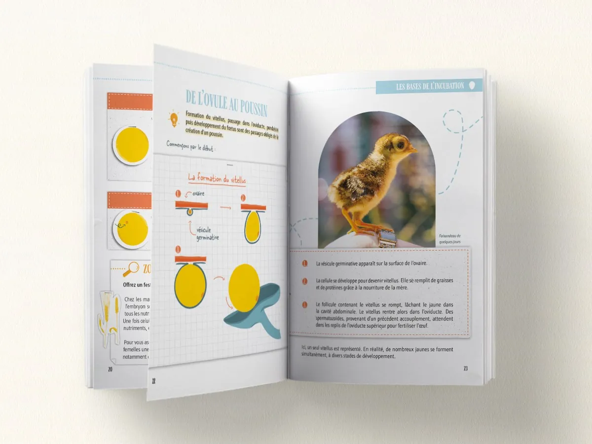 Double page du Manuel de l'Incubation : de l'ovule au poussin, la formation du vitellus
