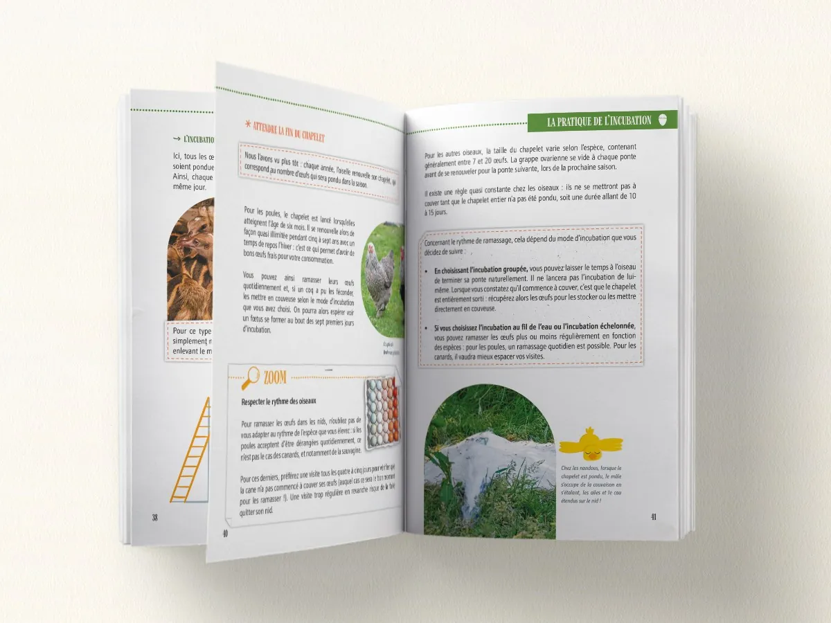 Double page du Manuel de l'Incubation : la pratique de l'incubation, rythme de ramassage et mode d'incubation